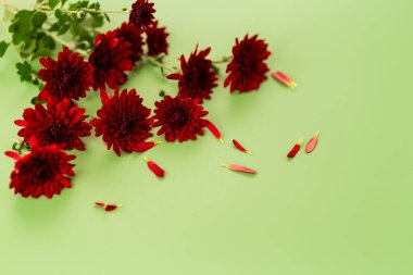 Yeşil pastel yüzeyinde kırmızı kasımpatı olan çiçek kompozisyonu.