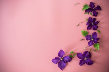 Pembe arkaplanda narin mor klematis üst görünümü.