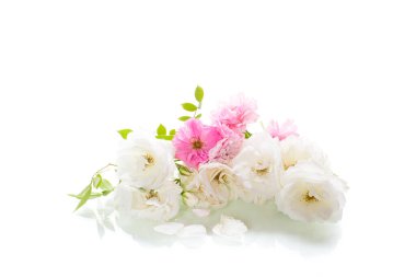 Beyaz arkaplanda izole edilmiş parlak beyaz ve pembe güller.