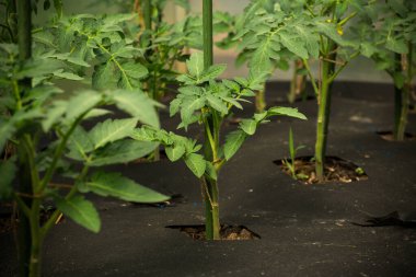Genç domates bitkisi seraya yakın..