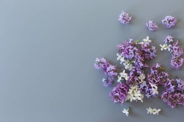 Gri arkaplan üzerinde güzel leylak metin için boş alan.