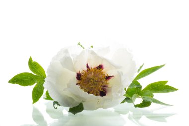 baş beyaz şakayık beyaz arka planda izole.