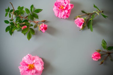 Yeşil yapraklı gül tomurcukları.