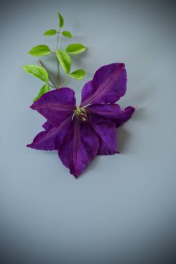 Açık arkaplanda mor klematitin yakın çekimi.