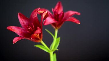 Gölgeleri olmayan yemyeşil zambaklar.