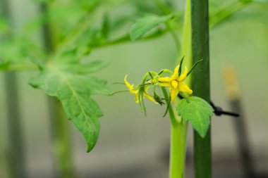 Domates baharda serada çiçek açar..