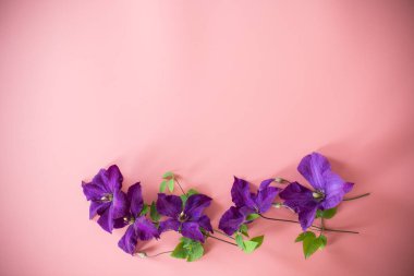 Pembe arkaplanda narin mor klematis üst görünümü.