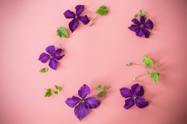 pembe arka planda mor klematis dalı.