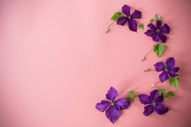 Açan klematis, pembe arka planda üst görüntüyü izole etti..