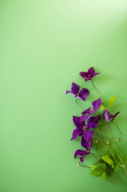 Yeşil yüzeyde yukarıdan mor klematis çiçeği.