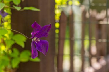 Çiçek açan mor çiçekler doğal çiçek arkaplanı oluşturuyor..