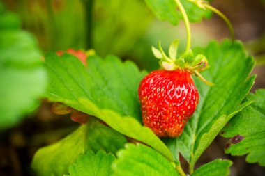 Yeşil bahçede yetişen olgun kırmızı çilek..