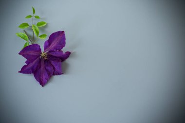Yukarıdan tek mor klematis çiçeği ve gri arkaplan.