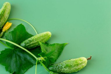 Yeşil arka planda yaprakları ve çiçekleri olan taze salatalıklar..