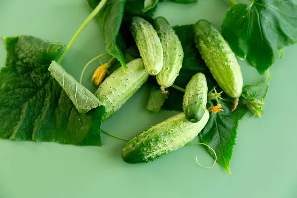 Soldaki metin için yeri olan taze salatalıkların stüdyo düzeni.