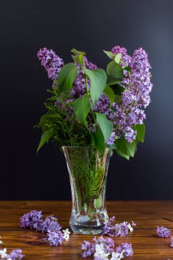 Siyah arka planda vazoda güzel leylaklar..