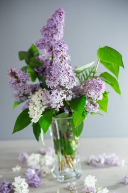 Gri arka planda vazoda güzel leylak demeti.