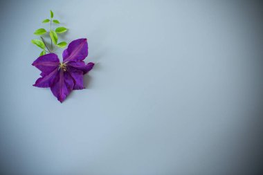 Tasarım için mor klematitin minimalist üst görünümü.