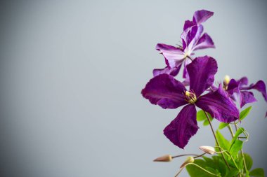 Gri arkaplanda klemati olan bayram kartı.