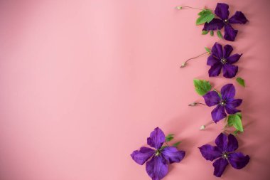 Pembe arkaplan üzerindeki metin için clematis dalı ve boşluk.