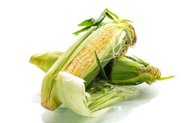 Beyaz arka planda sulu olgun mısır koçanı..