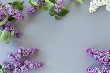 Yazıtlar için gri bir arkaplan üzerinde yukarıdan leylak yakın plan.