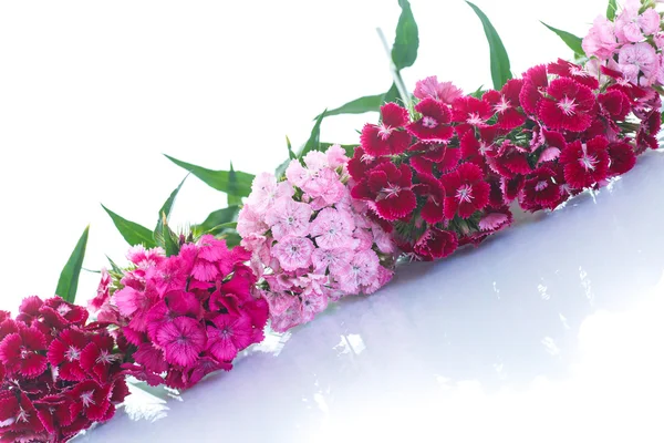 カーネーションの明るい花束 — ストック写真
