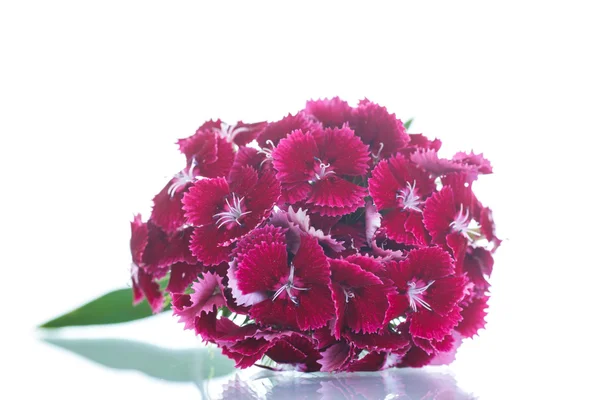 Bright bouquet of carnations — Stock Photo, Image