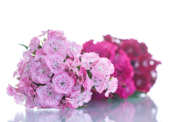 카네이션의 밝은 꽃다발 — 스톡 사진