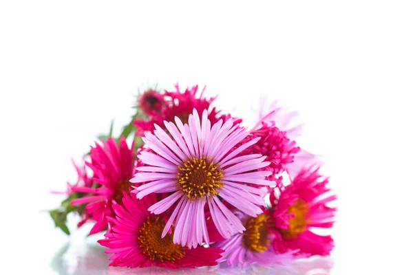 Boeket van rode chrysanten — Stockfoto