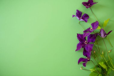 Yeşil yapraklı klematitin izole edilmiş dalı..