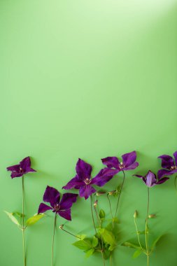 Clematis 'in yukarıdan gelen parlak yeşil arkaplan üzerine dekore edilmiş dalı.