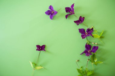 Doğal yeşil arka planda tek mor klematis..