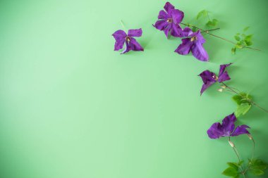 Tebrik arkaplanında çiçek açan klematitler yukarıdan izole edildi.