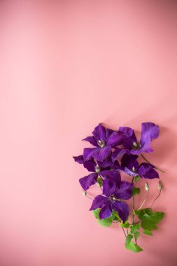 pembe arka planda mor klematis dalı.