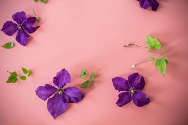 Pembe arkaplanda narin mor klematis üst görünümü.