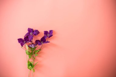 Pembe arka planda parlak mor klematis..