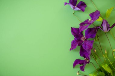 Doğal yeşil arka planda parlak mor klematis..