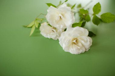 Yeşil arka planda taç yapraklı beyaz gül.