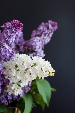 Siyah arka planda güzel beyaz ve mor bir leylak dalı..