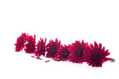 Yeşil yapraklı kırmızı kasımpatı manzarası.