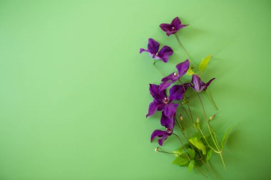 Mor klematit dalları yeşil arkaplanda izole edilmiş..