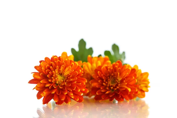 Orange chrysanthemum isolated — Stock Photo, Image