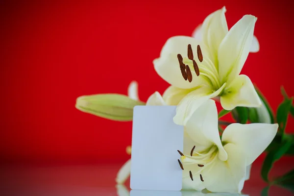 Lírio florescente bonito — Fotografia de Stock