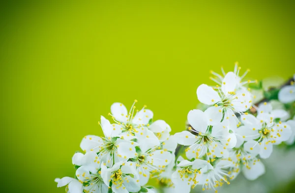 Bellissimo ramo di albero da frutto in fiore — Foto Stock