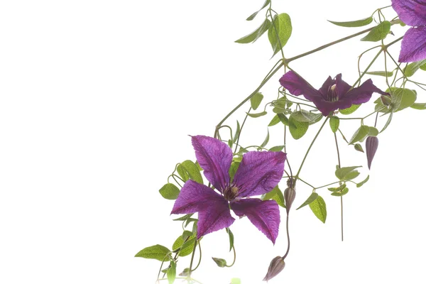 Clematis florescendo bonita — Fotografia de Stock