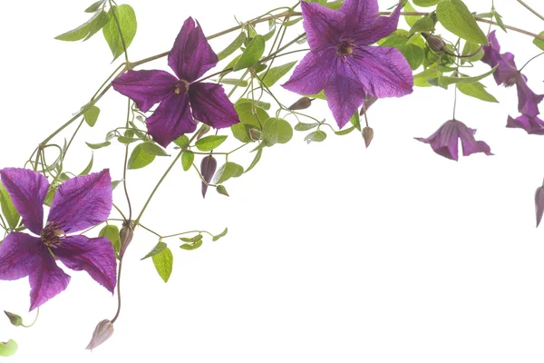 Hermosa floración clematis —  Fotos de Stock