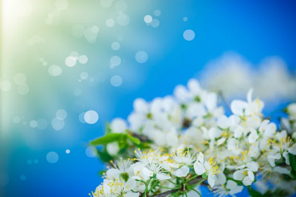 Flowering branch of plum — Stock Photo, Image