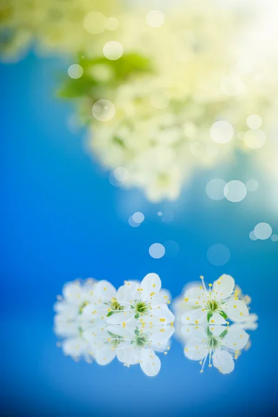 Flowering branch of plum — Stock Photo, Image