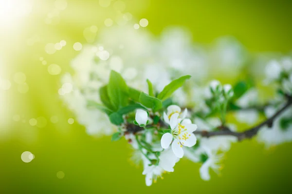 Flowering branch of plum — Stock Photo, Image